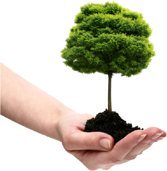 Save Tree Png File - Tree In Hand Png Clipart (556x620), Png Download