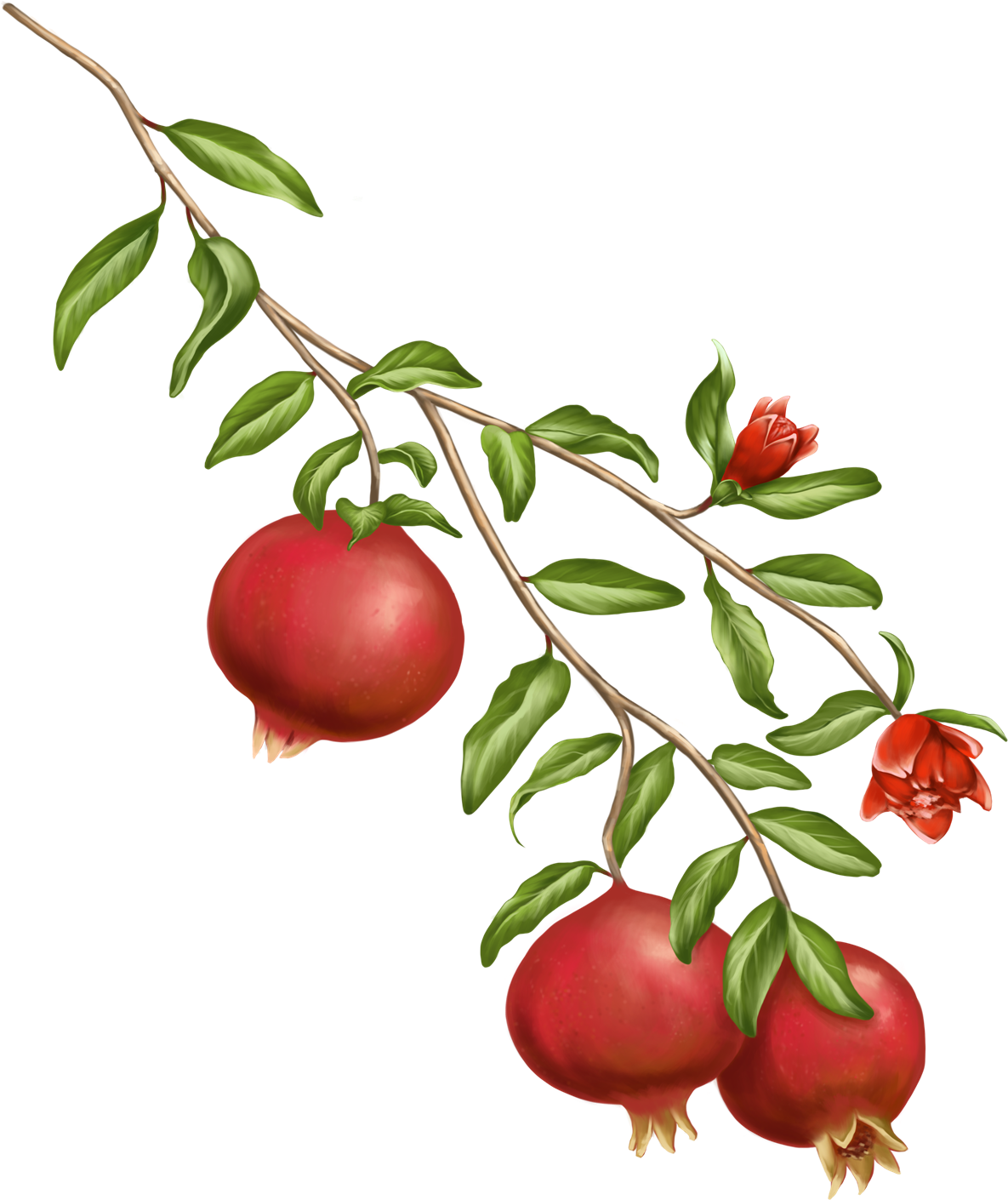 A Symbol Of The Gods In Greek Mythology, The Pomegranate - Pomegranate Plant Png Clipart (1354x1915), Png Download