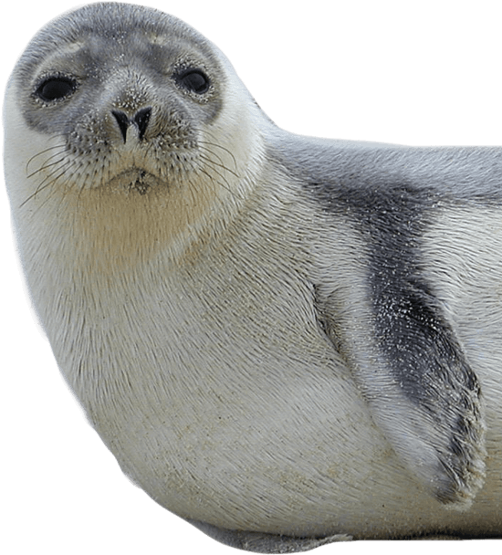 Harbor Seal Png Hd - Seal Png Clipart (550x608), Png Download