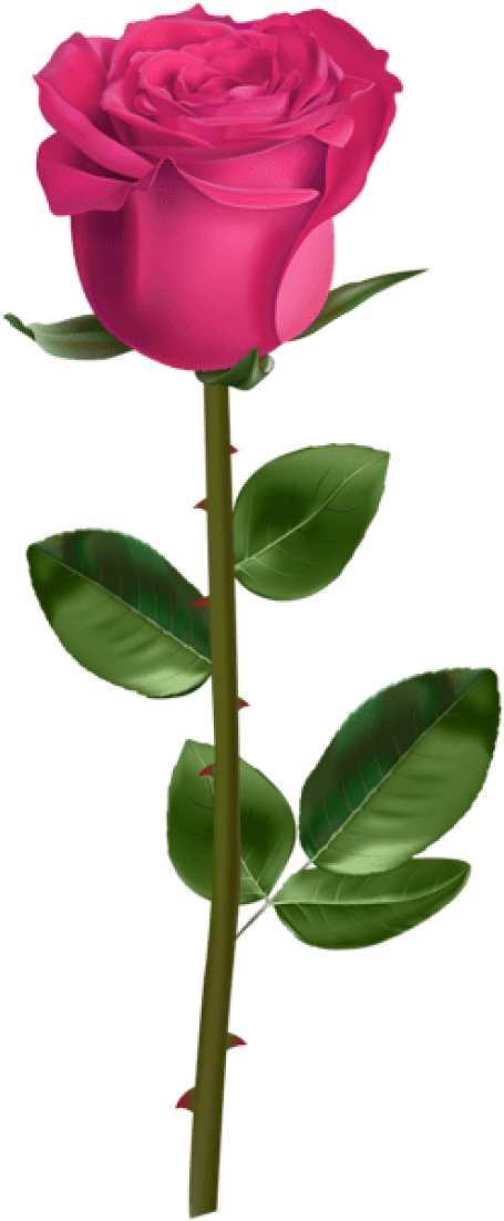 Free Png Rose With Stem Pink Png Images Transparent - Blue Roses Transparent Background Clipart (480x1104), Png Download