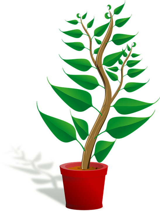 Seedling Potted Plant Sapling Plant Growing Growth - Getting To Know Plants Clipart (547x720), Png Download