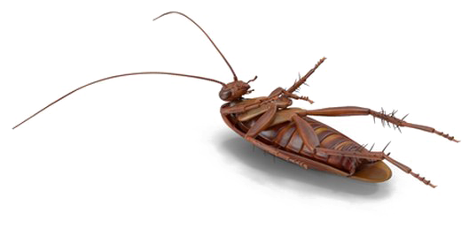 Cockroach Png File Download Free - Mosquito Clipart (720x720), Png Download