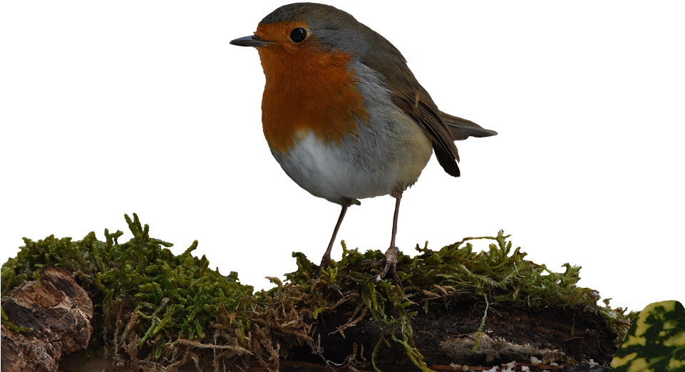 European Robin Clipart (960x640), Png Download