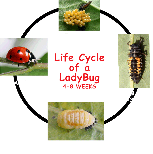 Ladybug Clipart Cycle - Ladybug Cycle - Png Download (700x650), Png Download