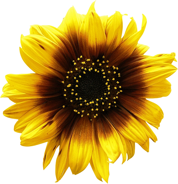 Sunflowers Png Picture - Sunflower Png Clipart (611x629), Png Download