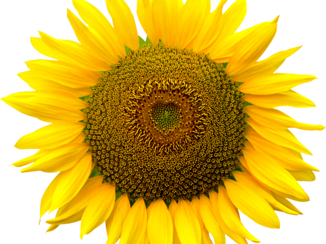 Sunflowers Png Transparent Images - Poem On Sunflower In English Clipart (640x480), Png Download