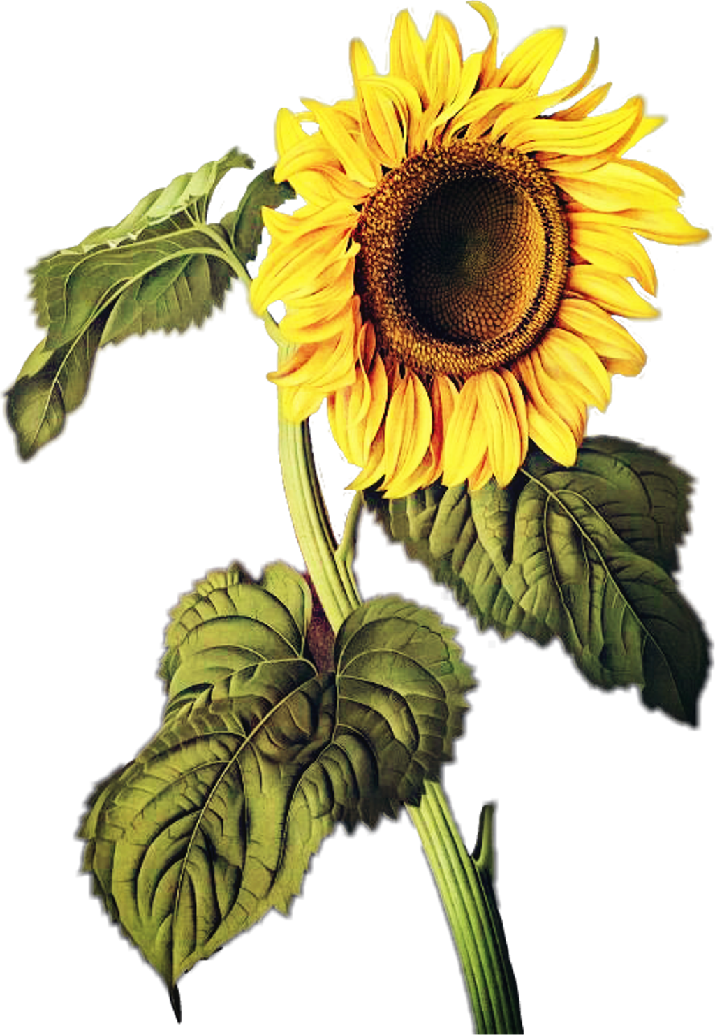 Sunflowers Sticker - Tranh Vẽ Hoa Mặt Trời Clipart (1024x1482), Png Download