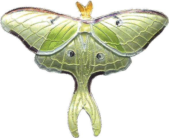 Butterflies & Moths - Luna Moth Pin Clipart (900x900), Png Download
