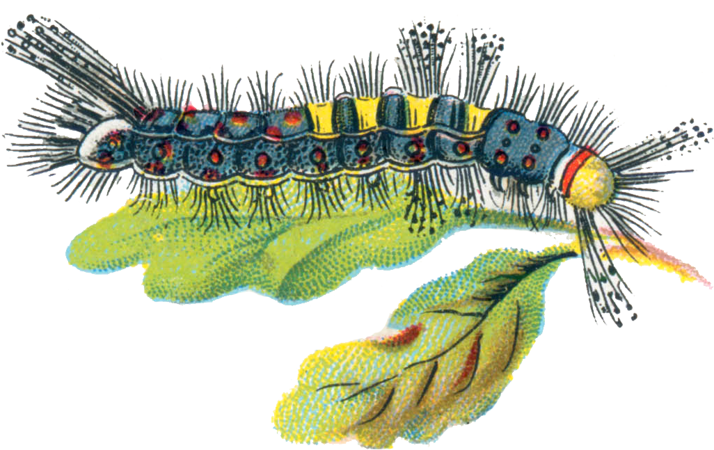 Caterpillar Png - Fluffy Caterpillar Illustration Clipart (1034x662), Png Download