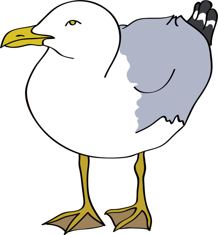 697 X 750 1 - Seagull Clipart - Png Download (697x750), Png Download