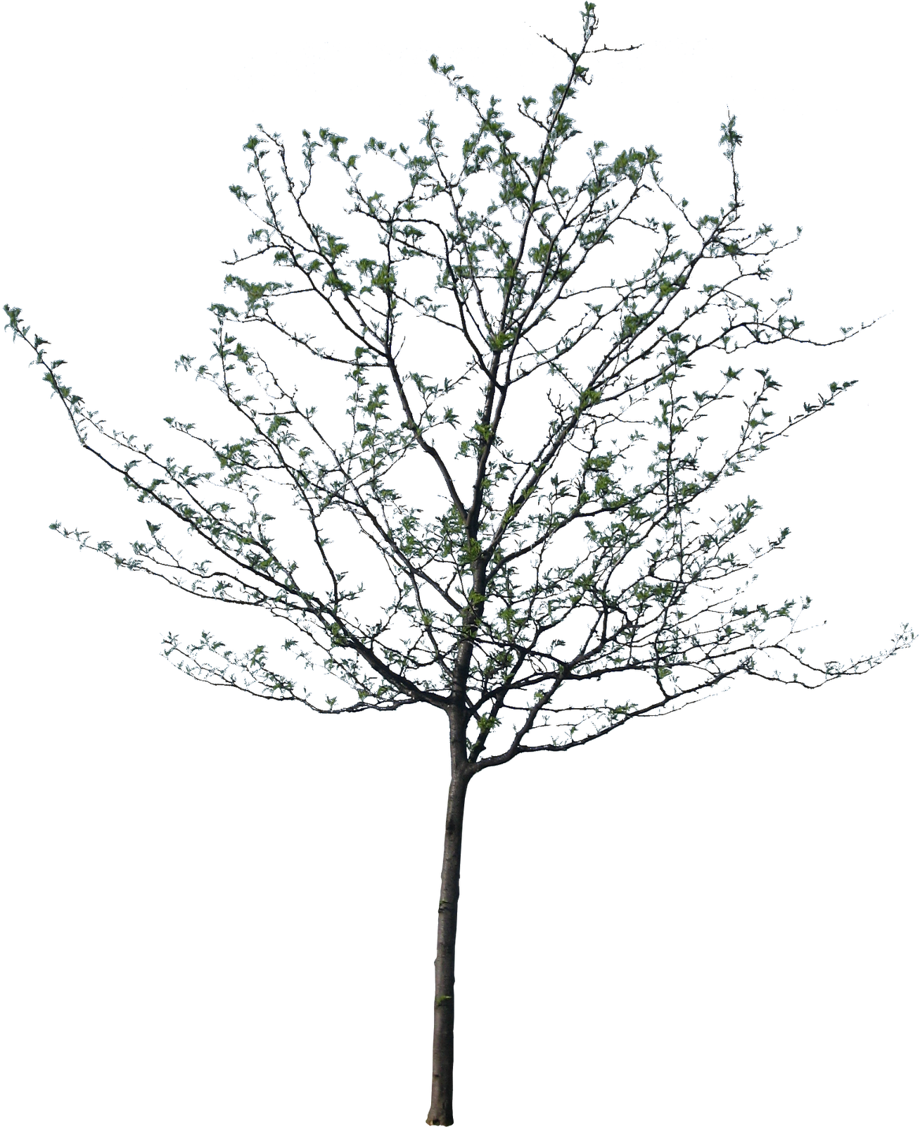 1600 X 1600 13 - Jarrah Tree Drawing Clipart (1600x1600), Png Download