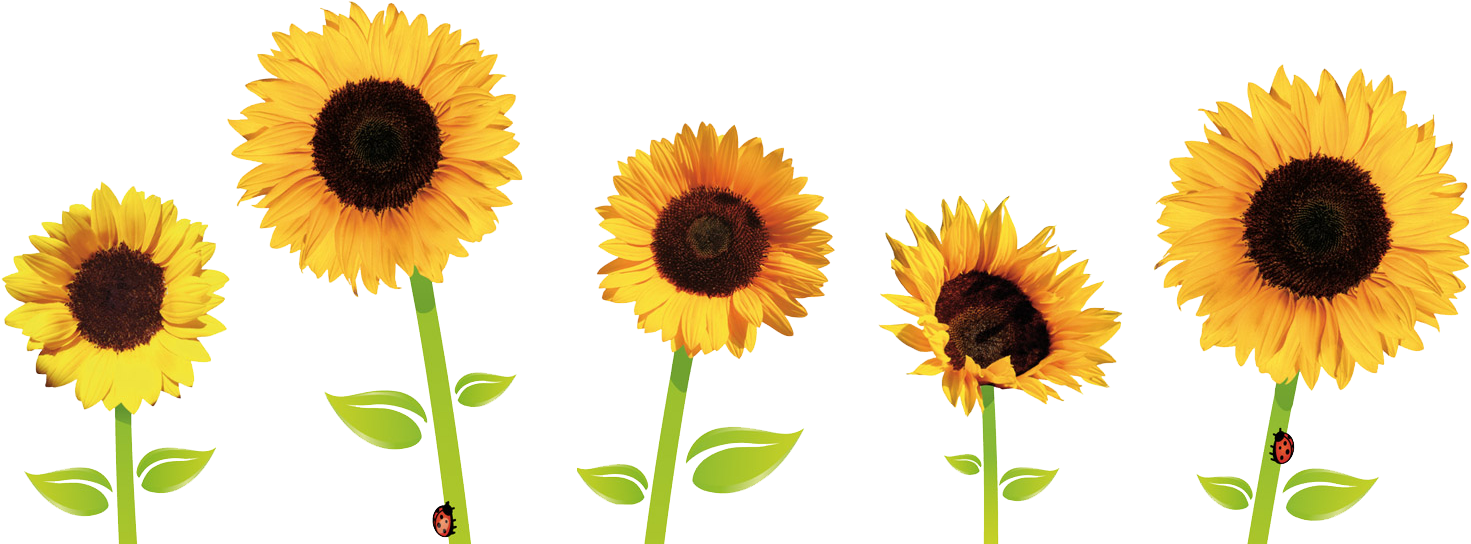 1499 X 548 11 - Sunflower Transparent Background Png Clipart (1499x548), Png Download