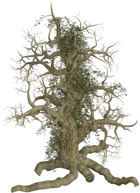 Tree Clipart (500x727), Png Download