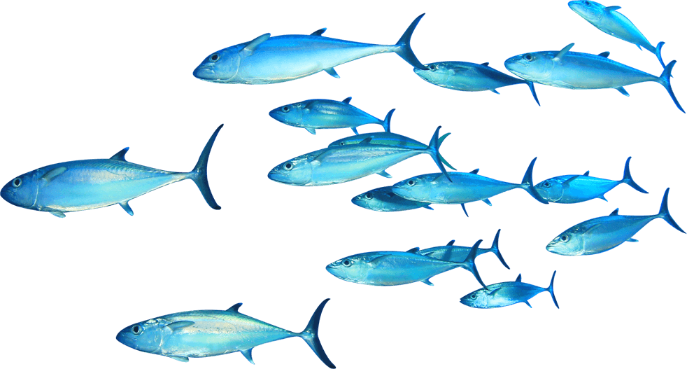 Thunnus Fish Clip Art - Fish Swimming Png Transparent Png (982x527), Png Download