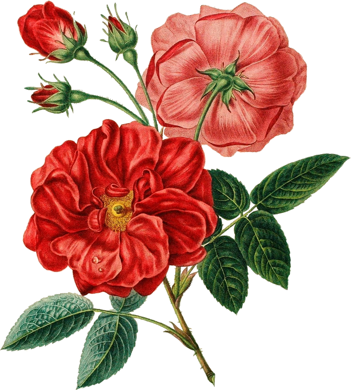 Flower Red Botanical Flowers Transprent - Botanical Illustration Png Clipart (1151x1280), Png Download