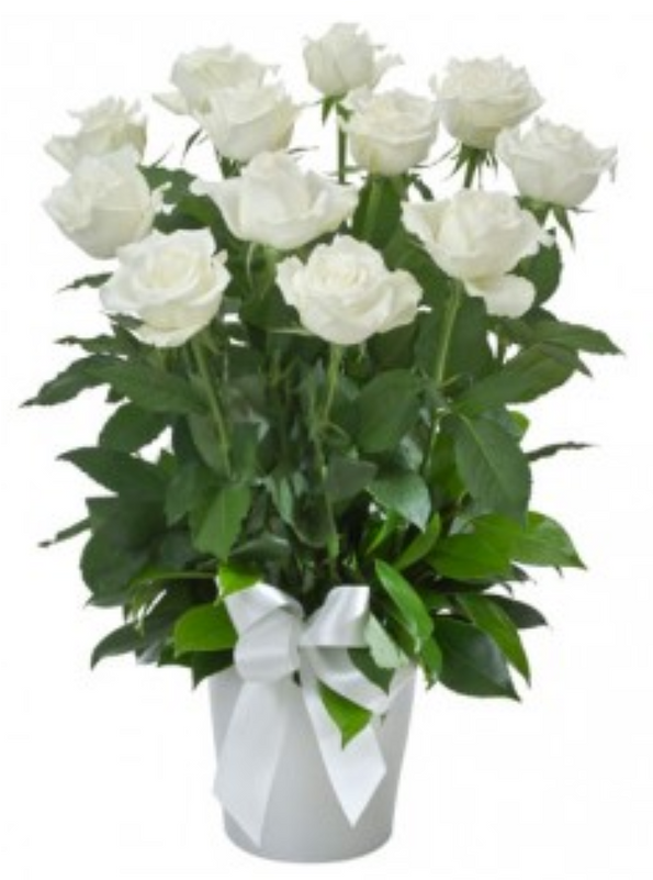 1 Dozen Long Stemmed White Roses In Vase Pot Product - Garden Roses Clipart (800x800), Png Download