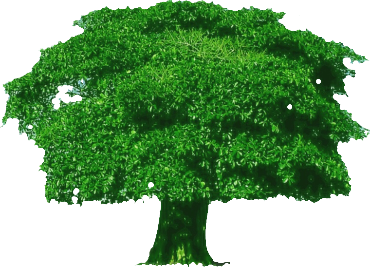760 X 548 1 - Thick Tree Clipart (760x548), Png Download