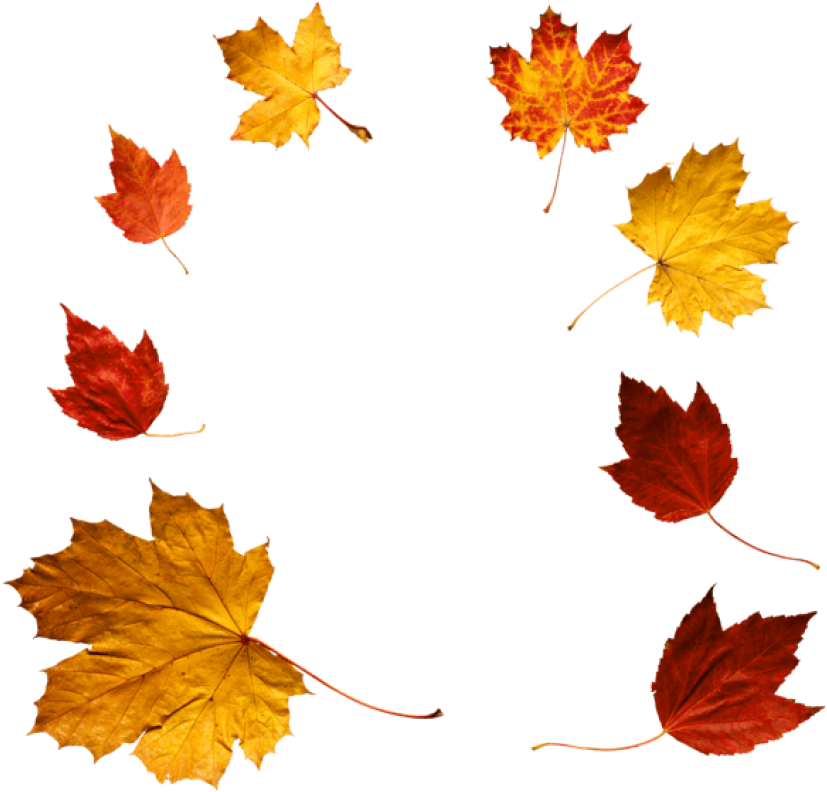 Free Png Download Autumn Leaves Clipart Png Photo Png - Autumn Leaves Real Png Transparent Png (850x812), Png Download