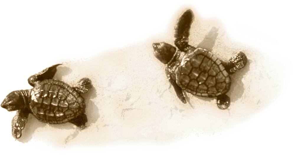 Little Turtle On Sand - Kemp's Ridley Sea Turtle Clipart (993x526), Png Download