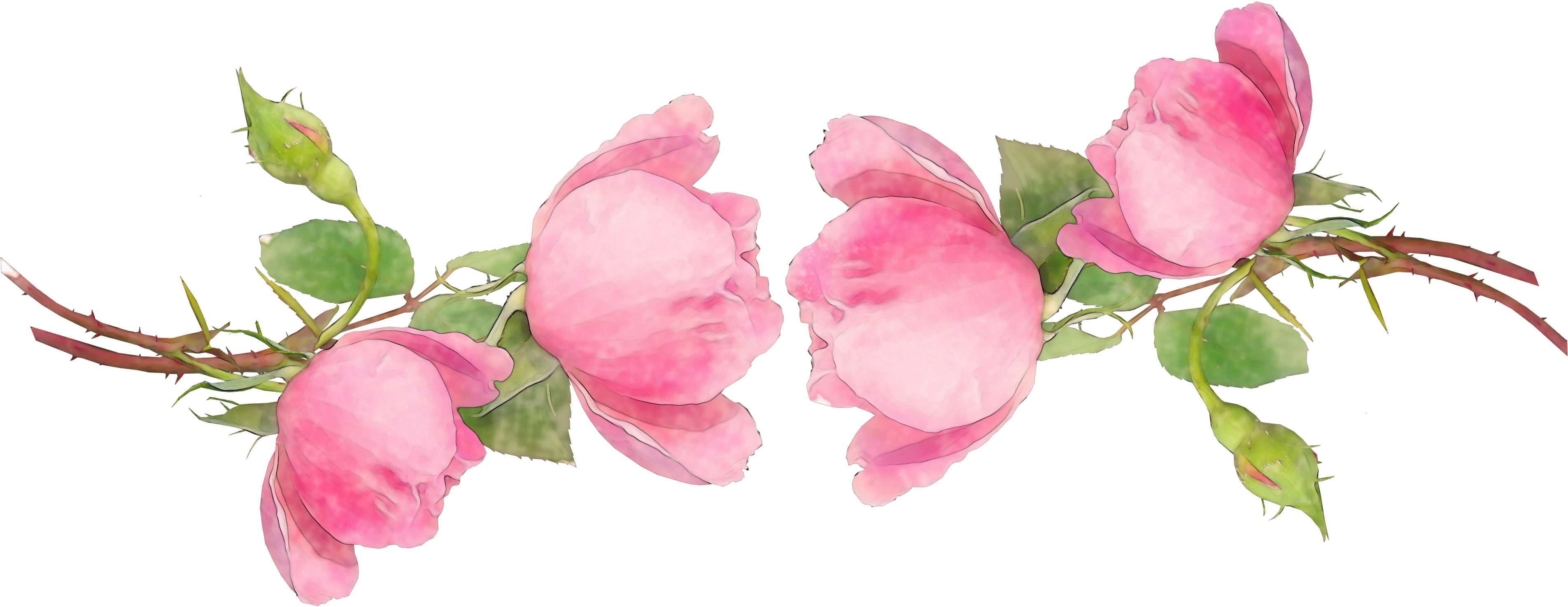 Amazing Rose Flowers Watercolor Png - Garden Roses Clipart (4000x2880), Png Download