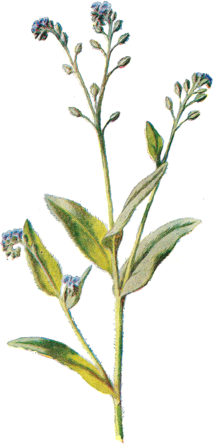 Wildflower Field Free Clipart - Wildflower Png Transparent Png (883x1600), Png Download