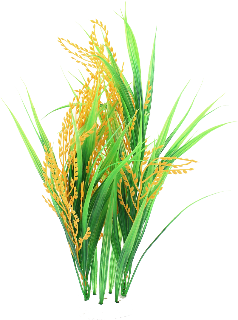 Rice Png Picture - Rice Png Clipart (1100x1100), Png Download
