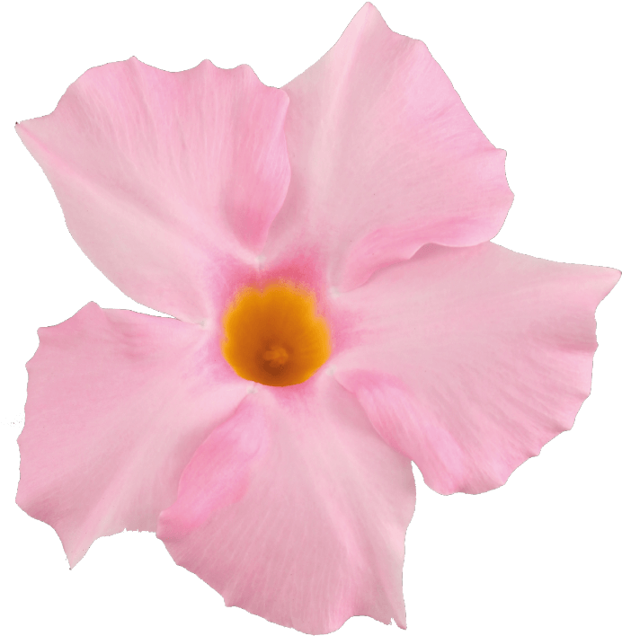 871 X 1111 1 - Light Pink Flower Png Clipart (871x1111), Png Download