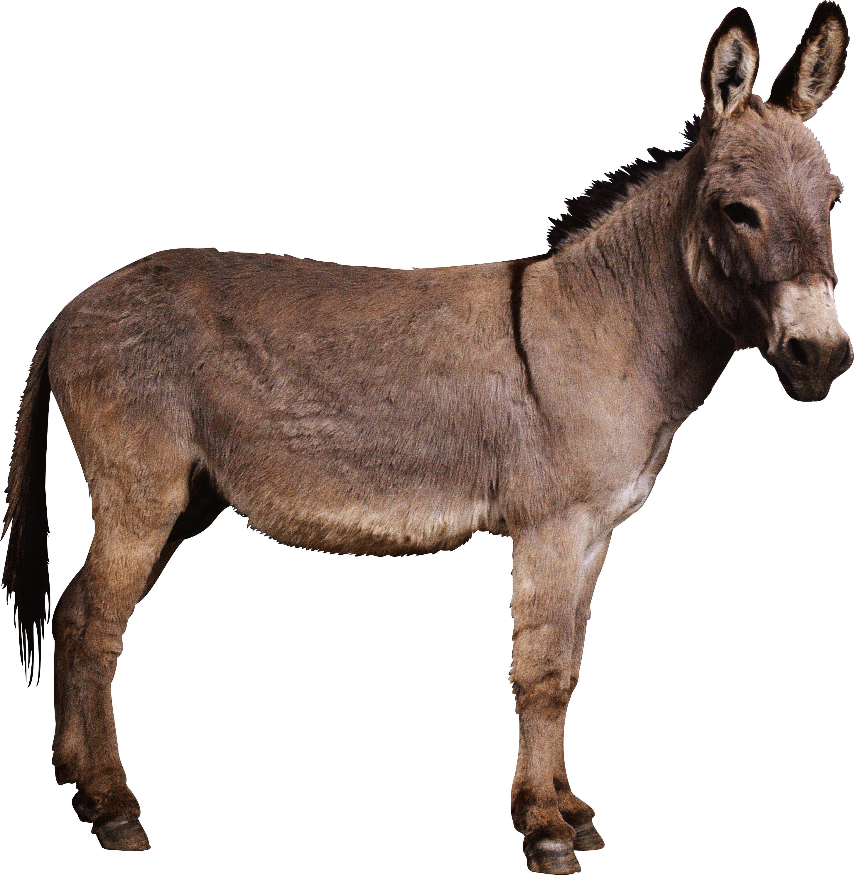 Donkey Png Clipart (2910x2983), Png Download