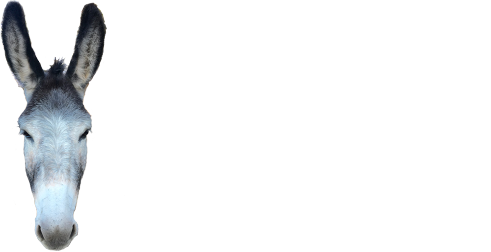 The Karoo Donkey Sanctuary Is A Registered Animal Welfare - Donkey Head Png Clipart (1000x515), Png Download