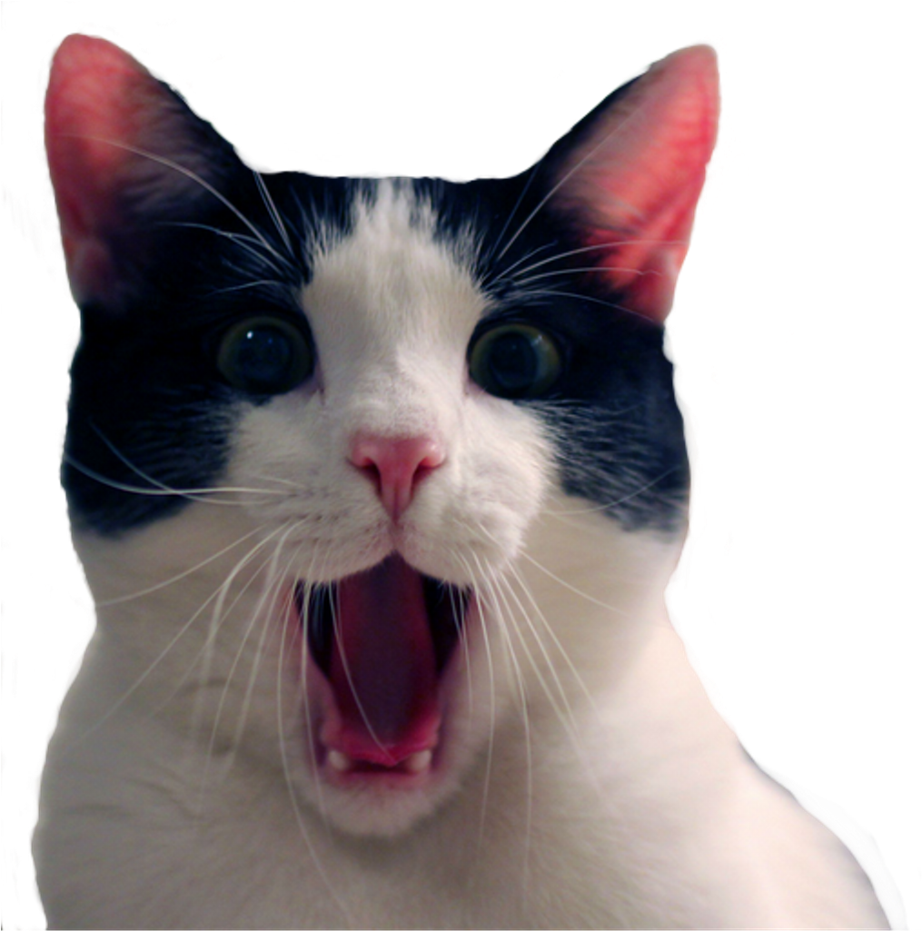 Download Stickers Sticker Memes Divertidos Del Gato Clipart Png