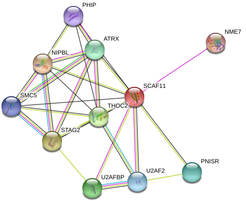 Circle Clipart (975x442), Png Download