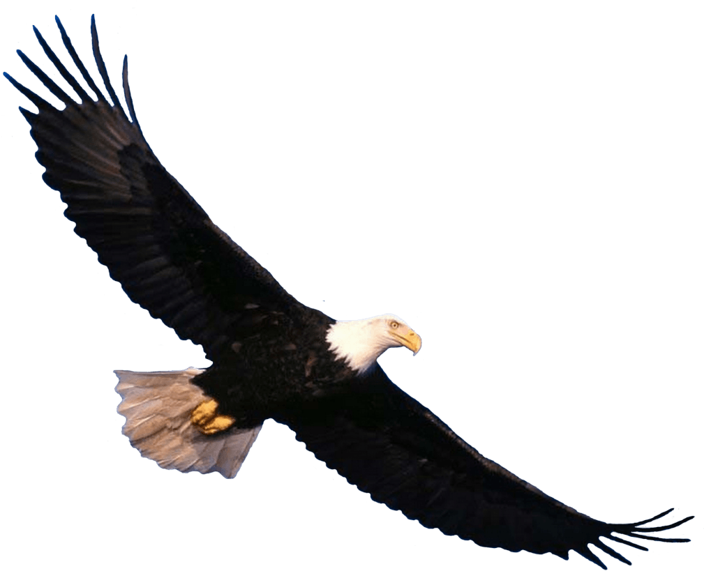 Bald Eagle Flying - Eagle Png Clipart (1024x832), Png Download