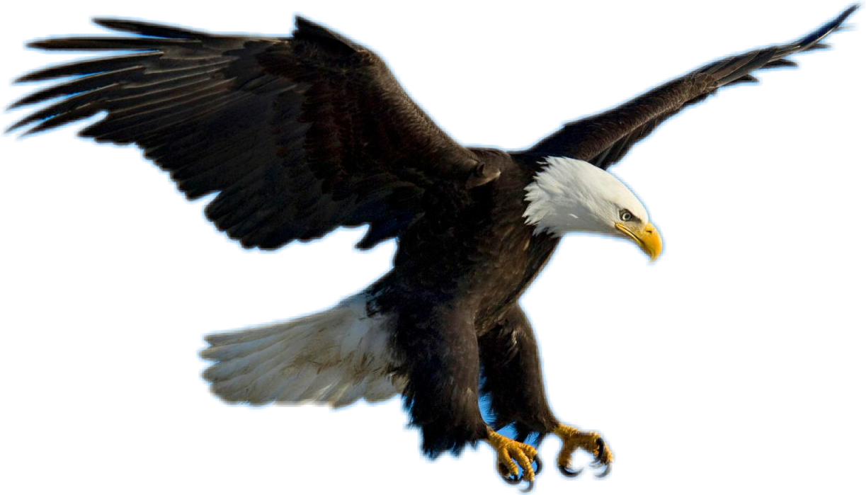 Bald Eagle Clipart Picsart - Eagle Flying - Png Download (1223x699), Png Download