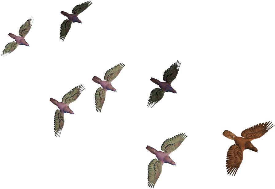 Flying Birds Png - Transparent Birds Flying Clipart (1024x768), Png Download