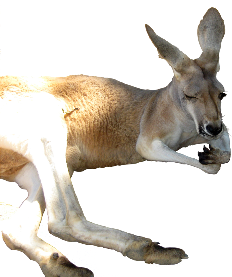 Kangaroo Png - Kangaroos Transparent Background Clipart (830x963), Png Download