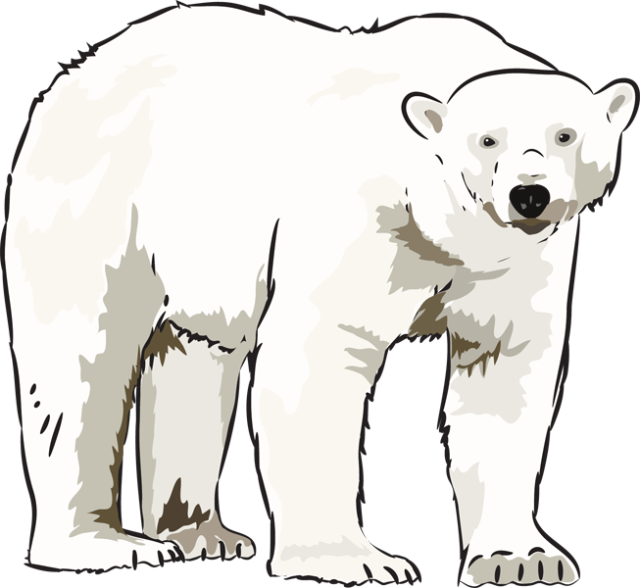 Art Polar Bear Clipart Clipart Kid - Clip Art Polar Bear - Png Download (640x588), Png Download