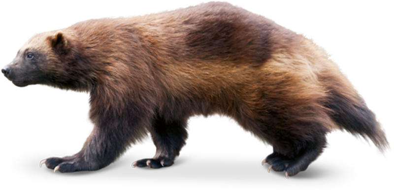 Tierpark Hellabrunn For Up To Six Months - Wolverine Animal Png Clipart (800x391), Png Download