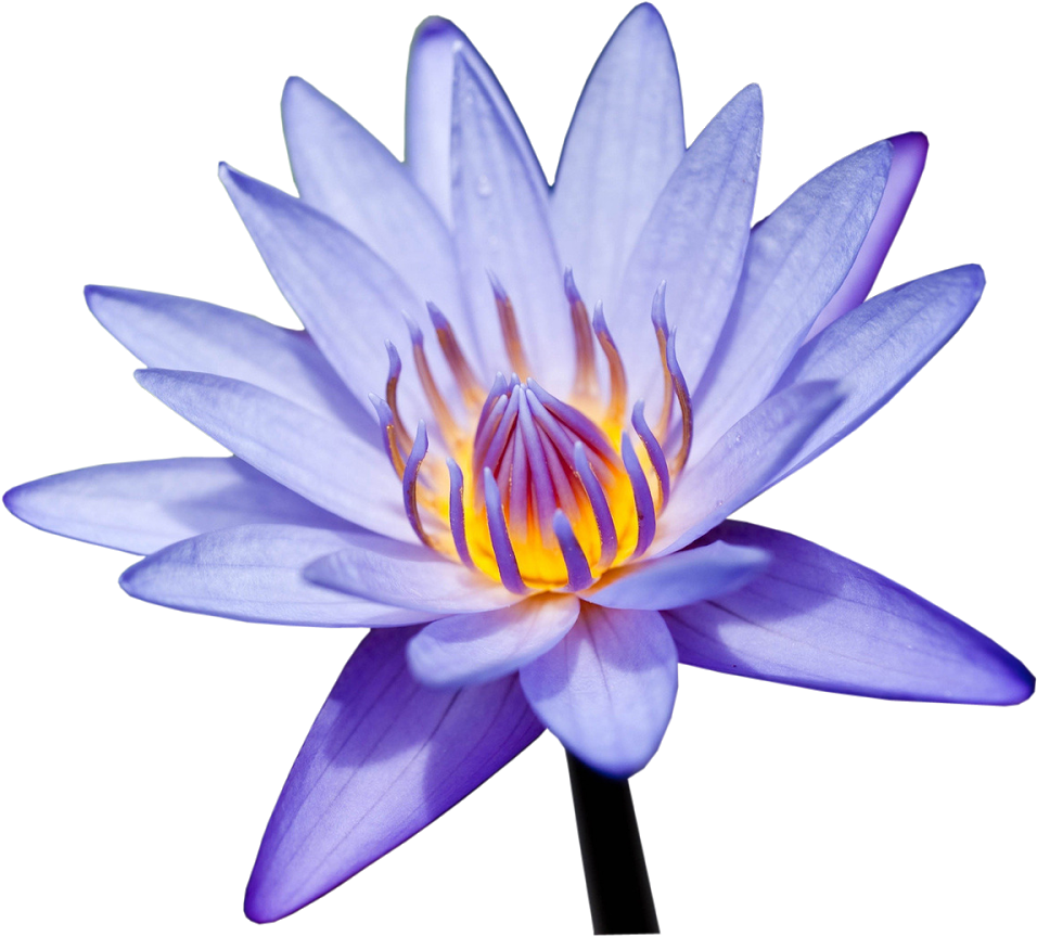 Sacred Lotus , Png Download Clipart (956x863), Png Download