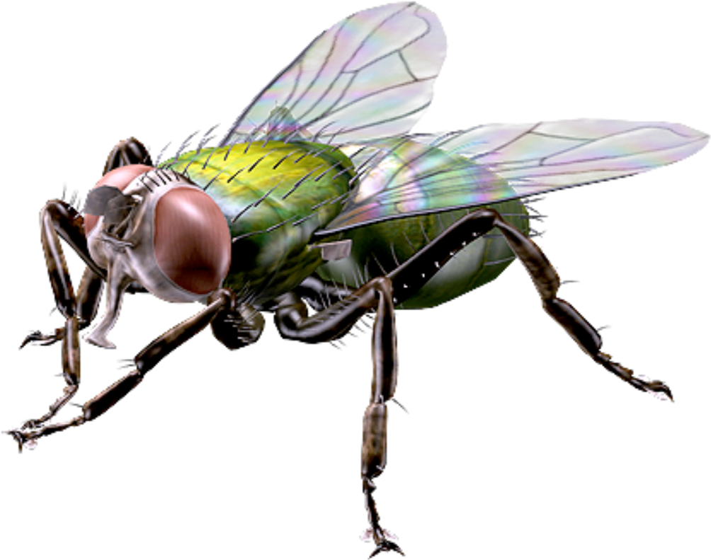 Big Houseflyfreetoedit - House Fly Clipart (1049x1024), Png Download
