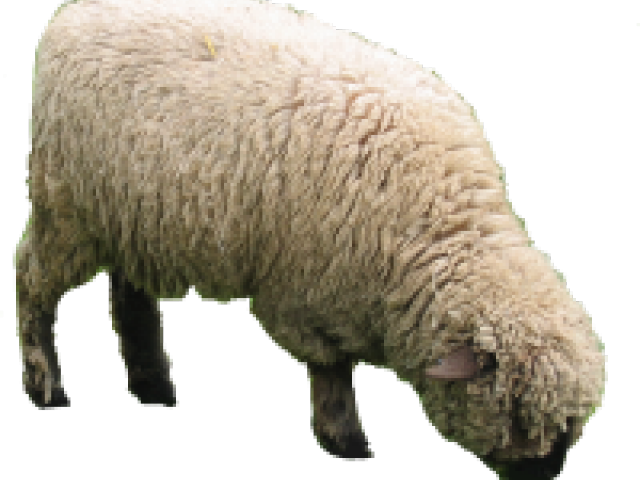 Sheep Png Transparent Images - Sheep Png Clipart (640x480), Png Download