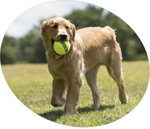 Dog Catches Something Clipart (600x516), Png Download