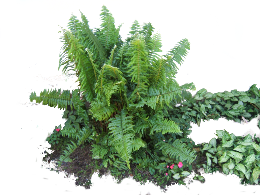 Download Ferns Latest - Fern Png Clipart (900x675), Png Download
