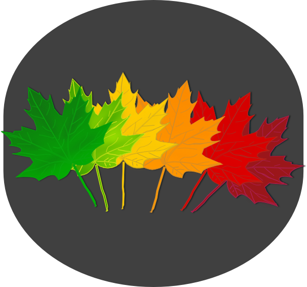 Maple Shades Clipart Png , Png Download - Maple Transparent Png (595x560), Png Download