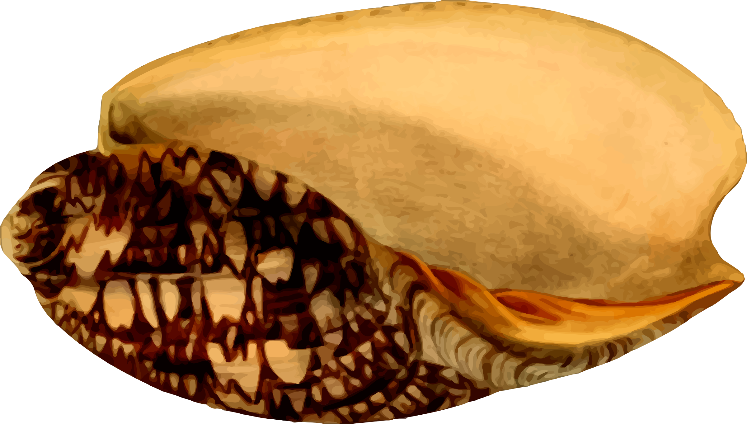 This Free Icons Png Design Of Sea Shell 24 Clipart (2400x1362), Png Download