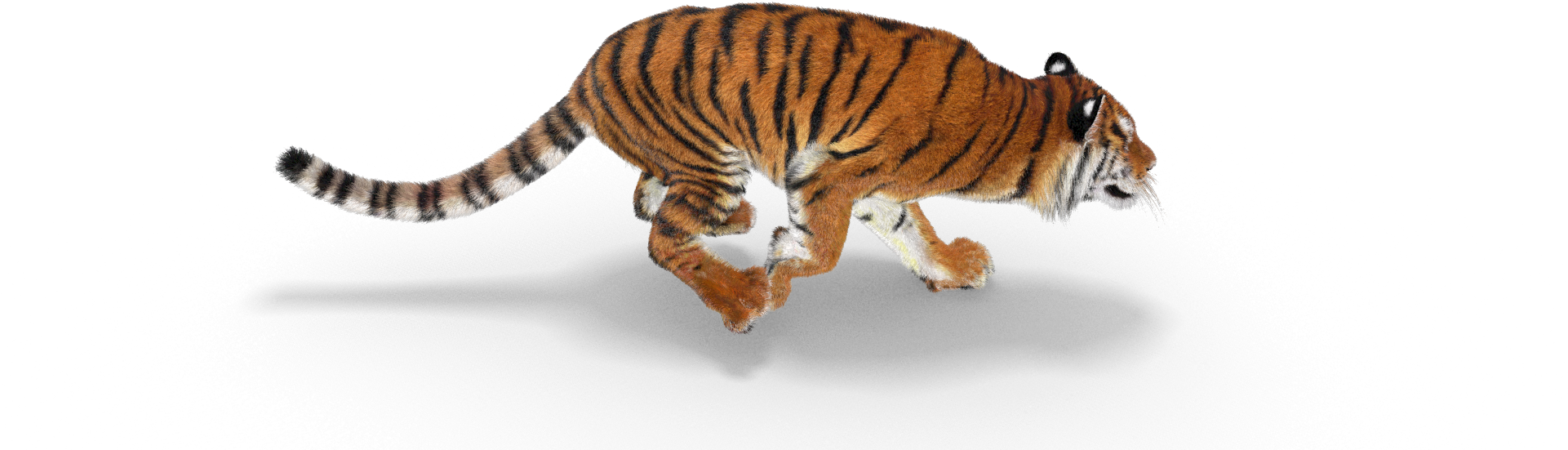 Safari Park Tiger Clipart (1921x551), Png Download