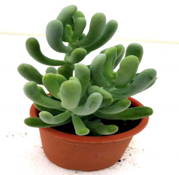 Sedum Allantoides Succulent Plant - Flowerpot Clipart (600x770), Png Download