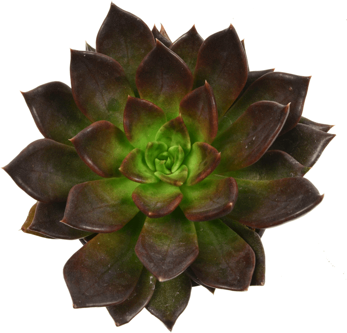 Echeveria Black Prince Plants And Cacti - Succulent Plant Clipart (722x722), Png Download