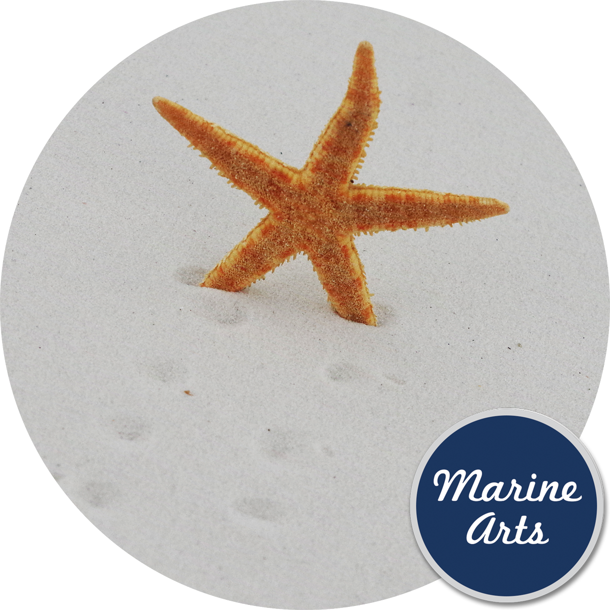 Starfish Clipart (1200x1200), Png Download