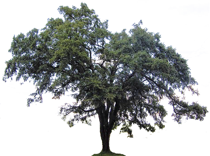 Large Green Tree Png - Elm Like Tree Png Clipart (673x500), Png Download