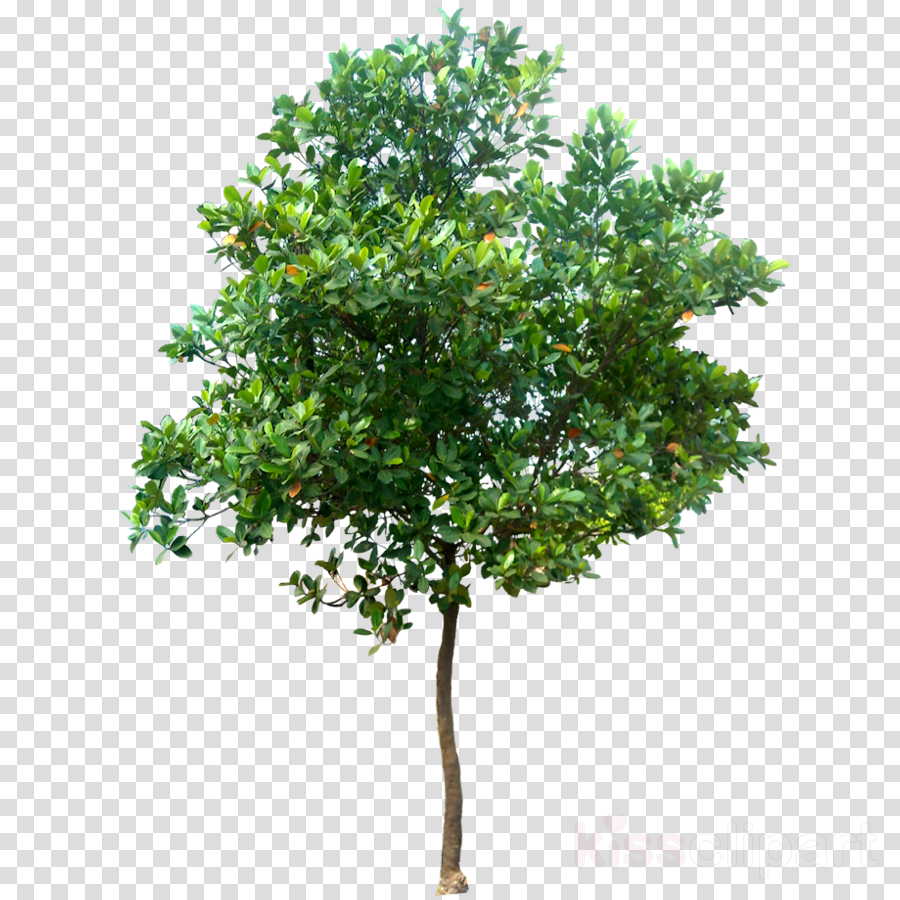 Oak Tree Png , Png Download Clipart (900x900), Png Download